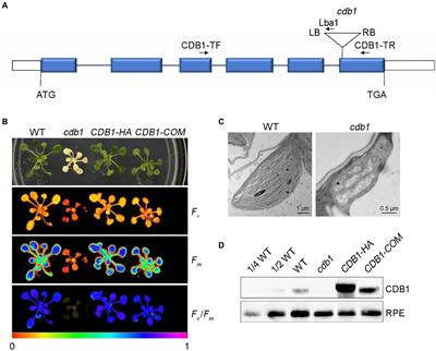 Stromal Protein Chloroplast Development and Biogenesis1 Is Essential for Chloroplast Development and Biogenesis in Arabidopsis thaliana